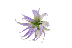 Tillandsia Abdita Purple