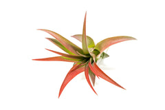 Tillandsia Abdita Red