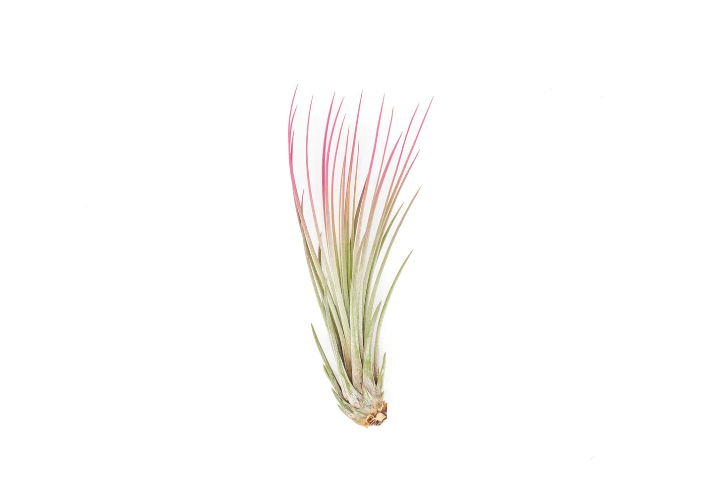 Tillandsia Juncea (Raspberry Pink)