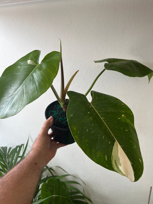 Philodendron Erubescens (White Princess) 6”