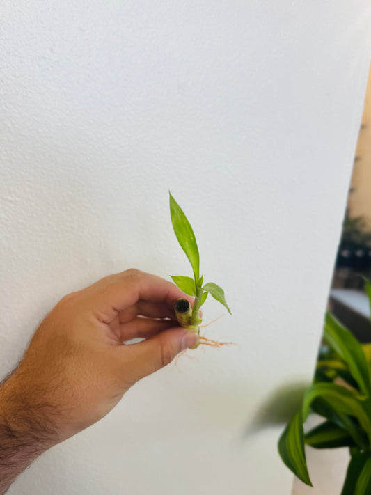 Lucky Bambú (pequeño)