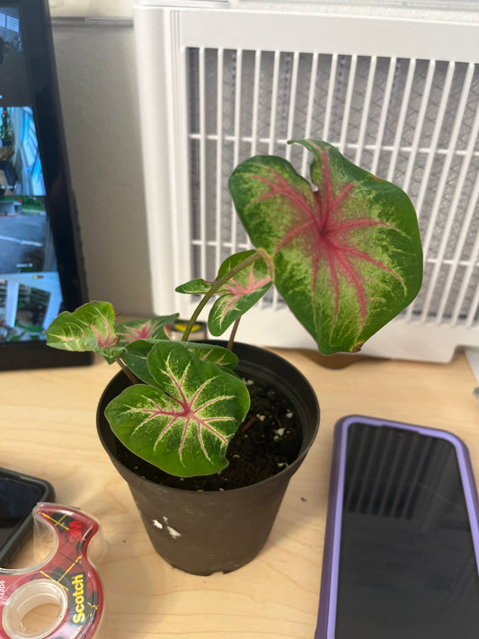 Caladium Pink Lady 4”