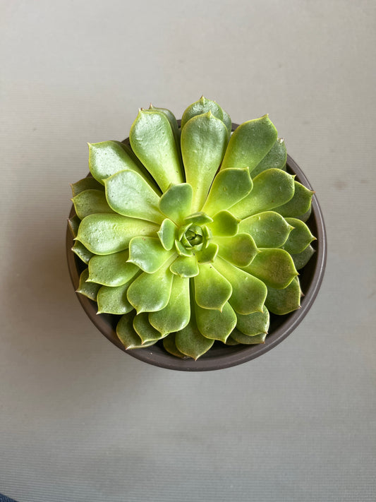 Echeveria Emerald Ripple 4”