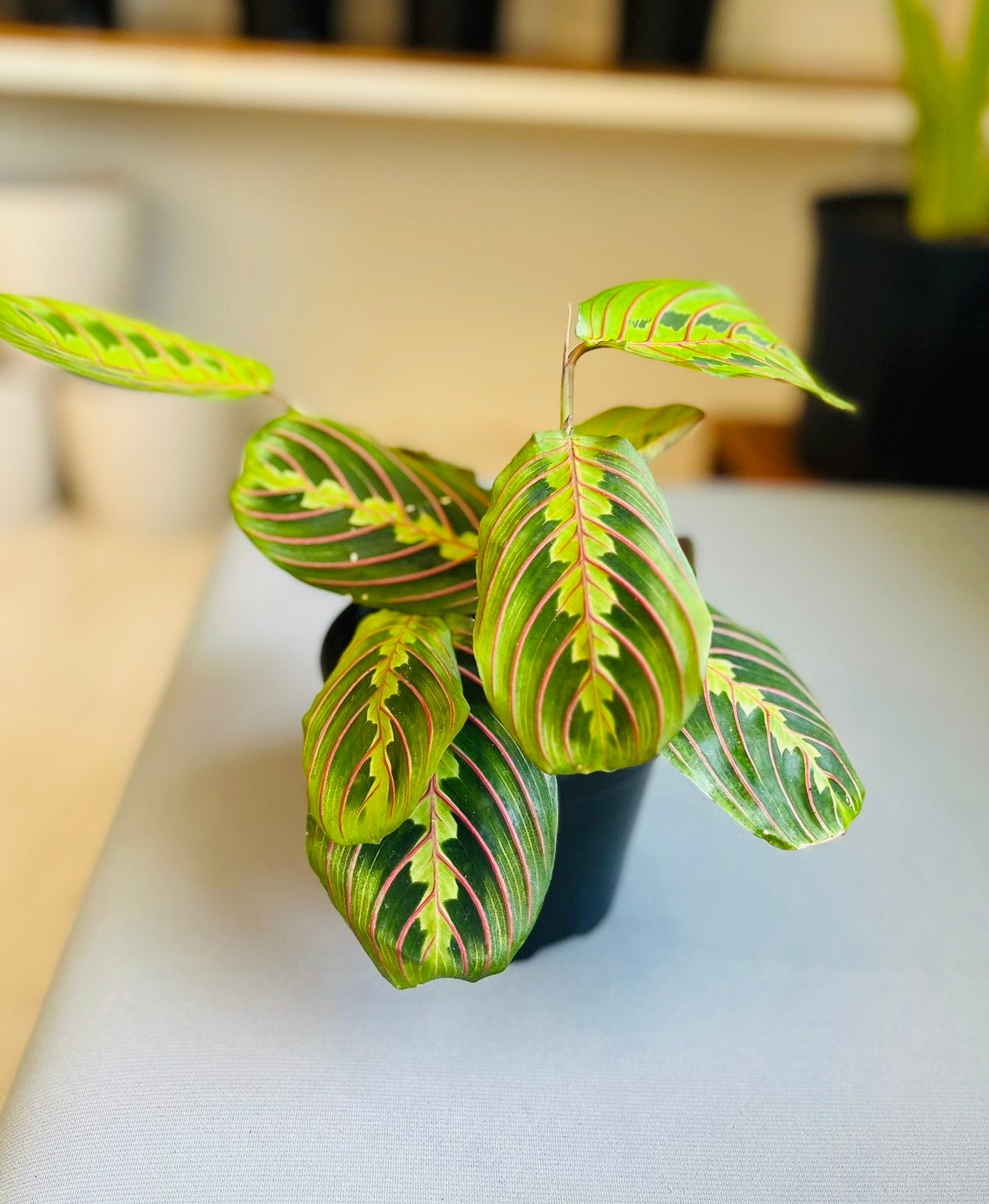 Prayer Plant 4”