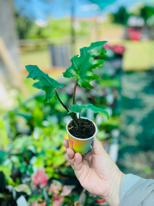 Alocasia Brancifolia