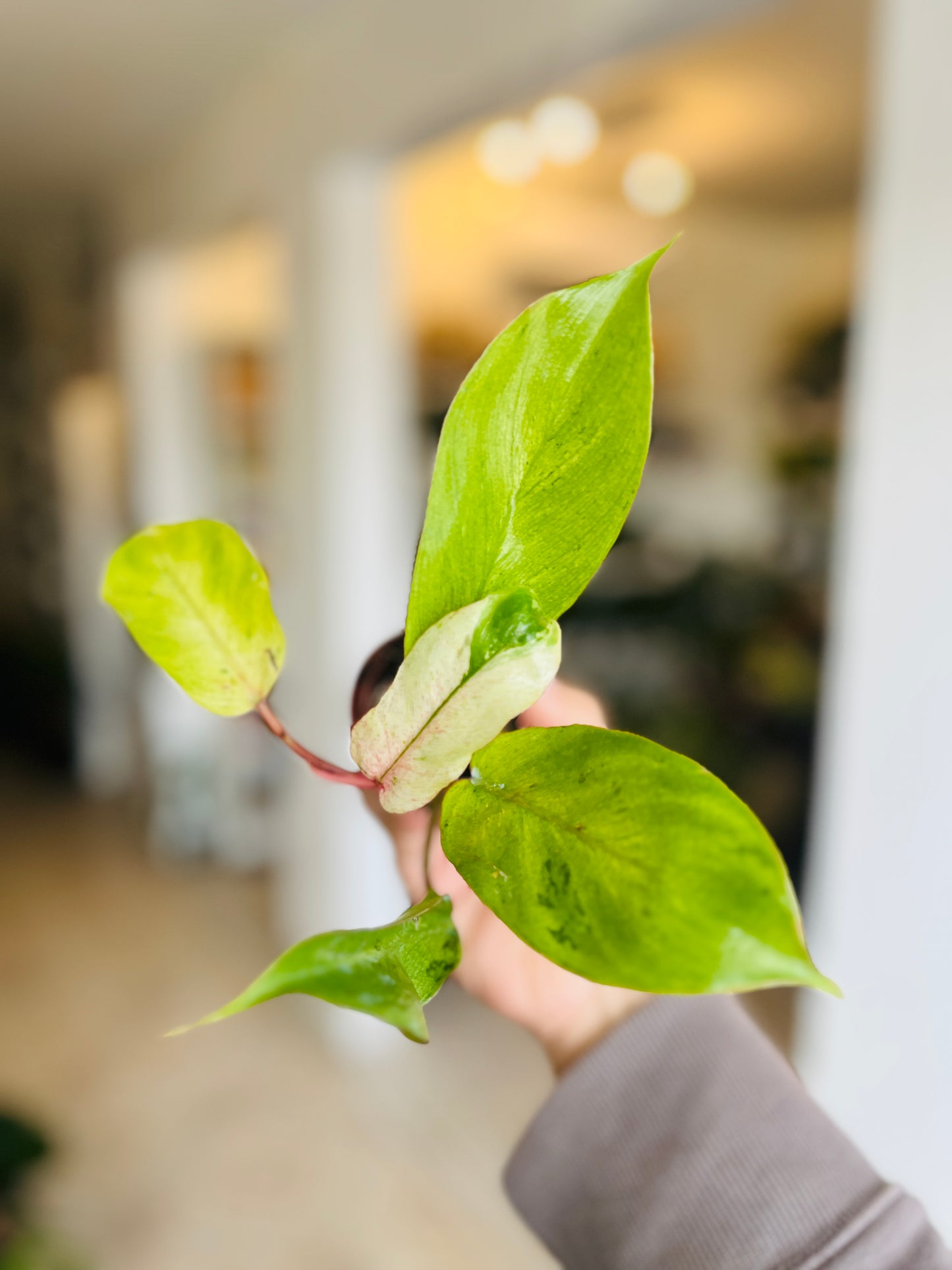 Philodendron Pluto Green 2"