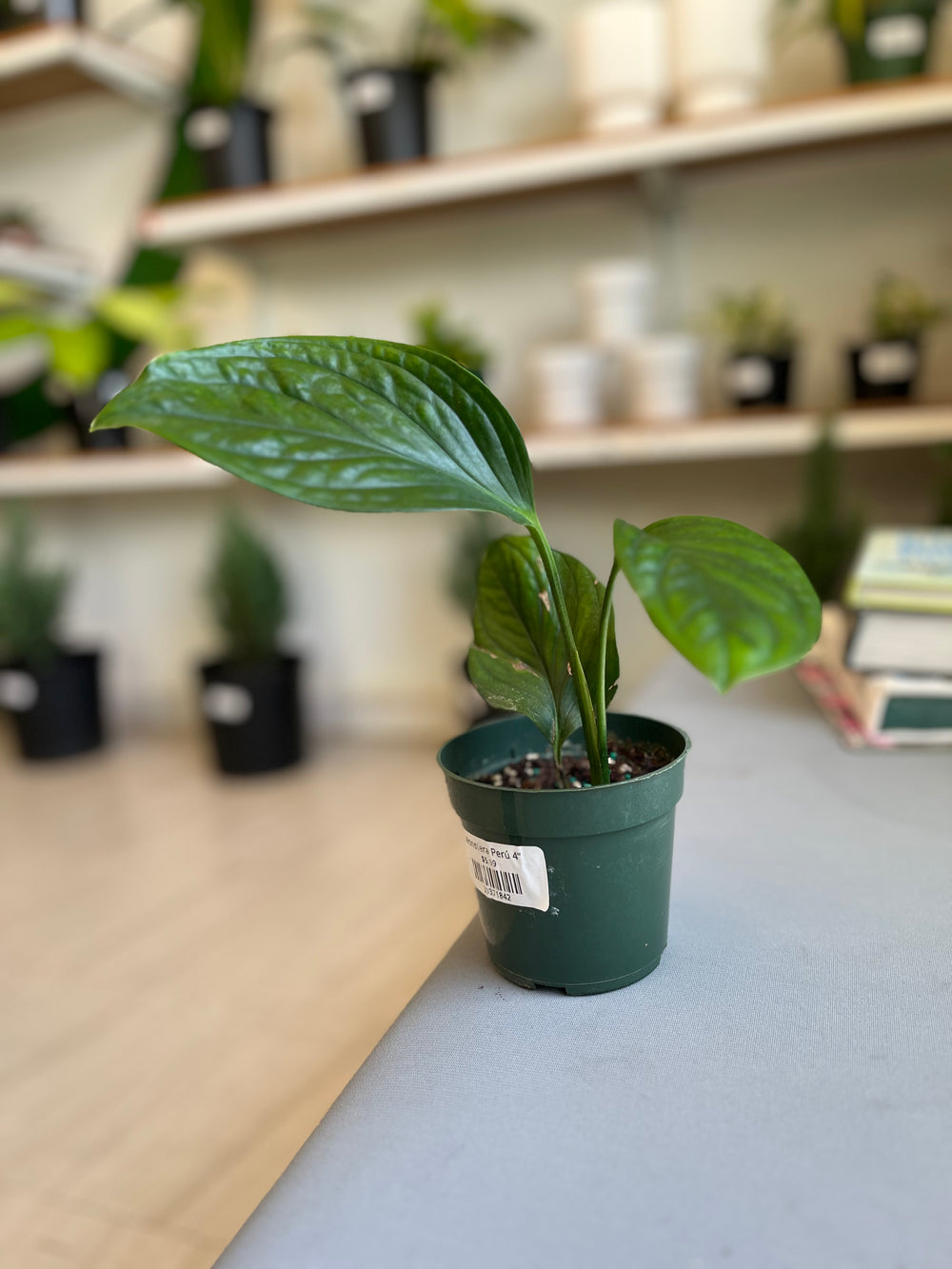 Monstera Perú 4”