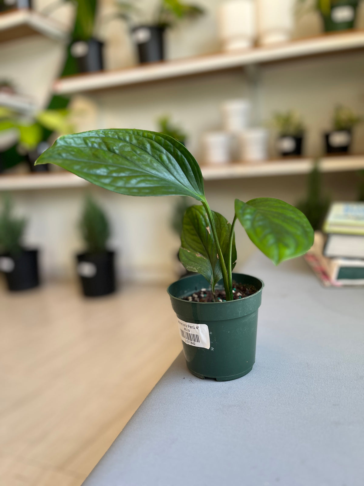 Monstera Perú 4”