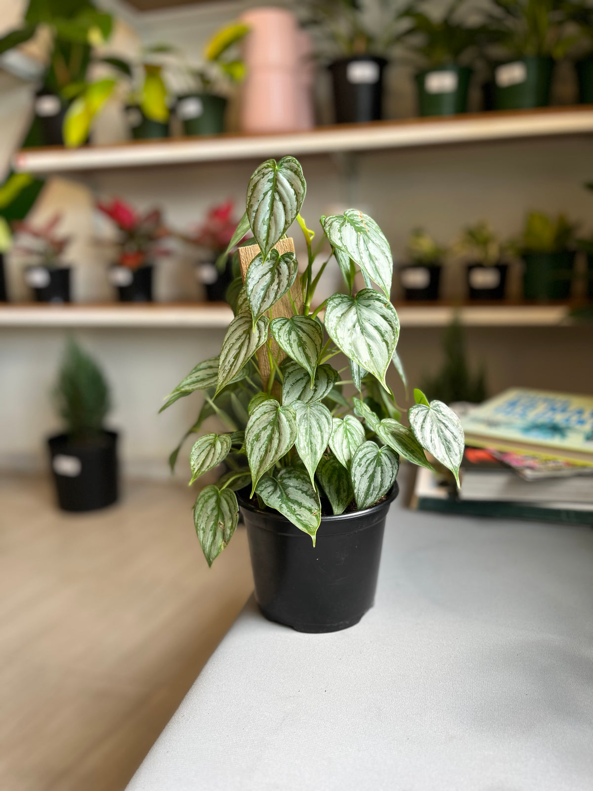Philodendron Brandianum 6”