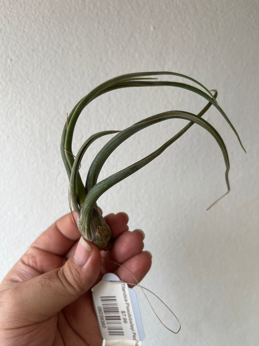 Tilandsia Pseudobaileyi Pequena