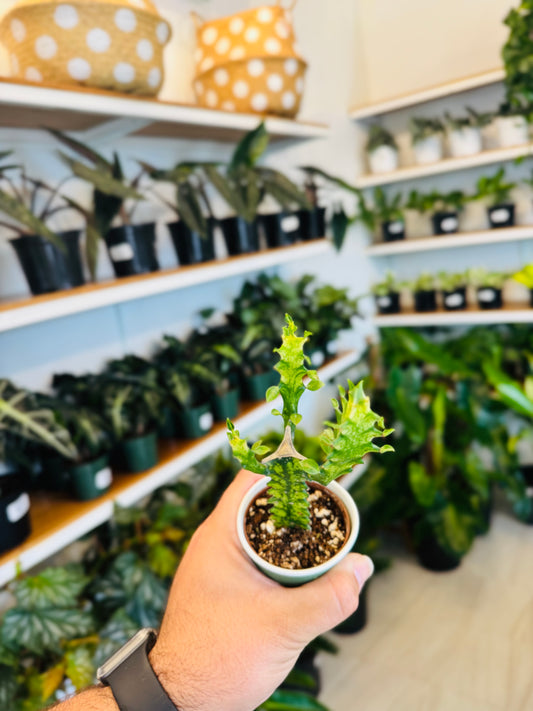 Eurphorbia Trigona Mint Cream