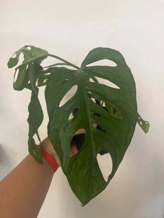 Monstera Wide Leaf 4”