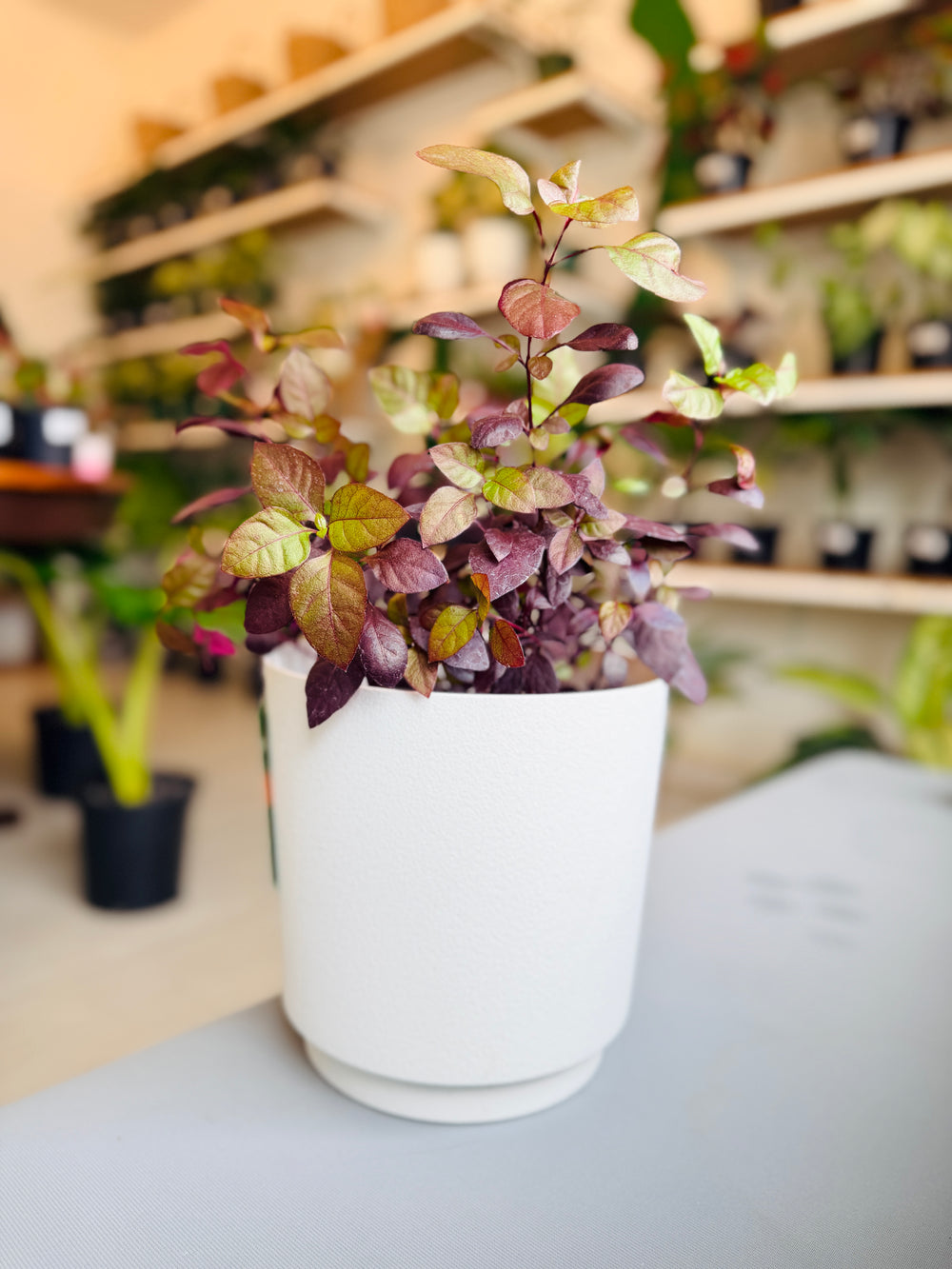 Daphne Pot