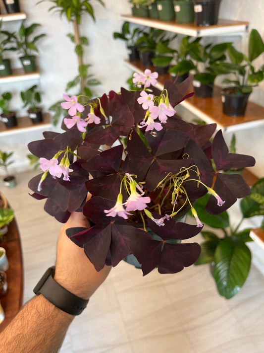 Oxalis Triangularis 6”