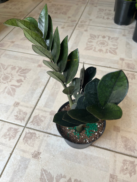 Eternity Black 6”