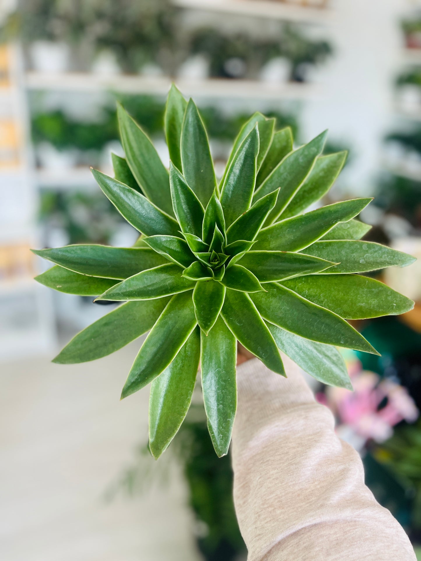 Echeveria agavoides