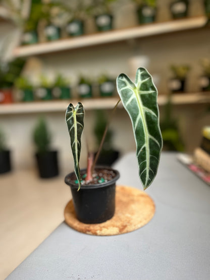 Alocasia Bambino 3”