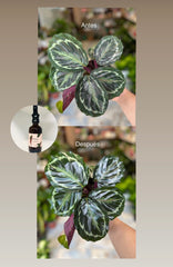 Reluce - Leaf Care Spray