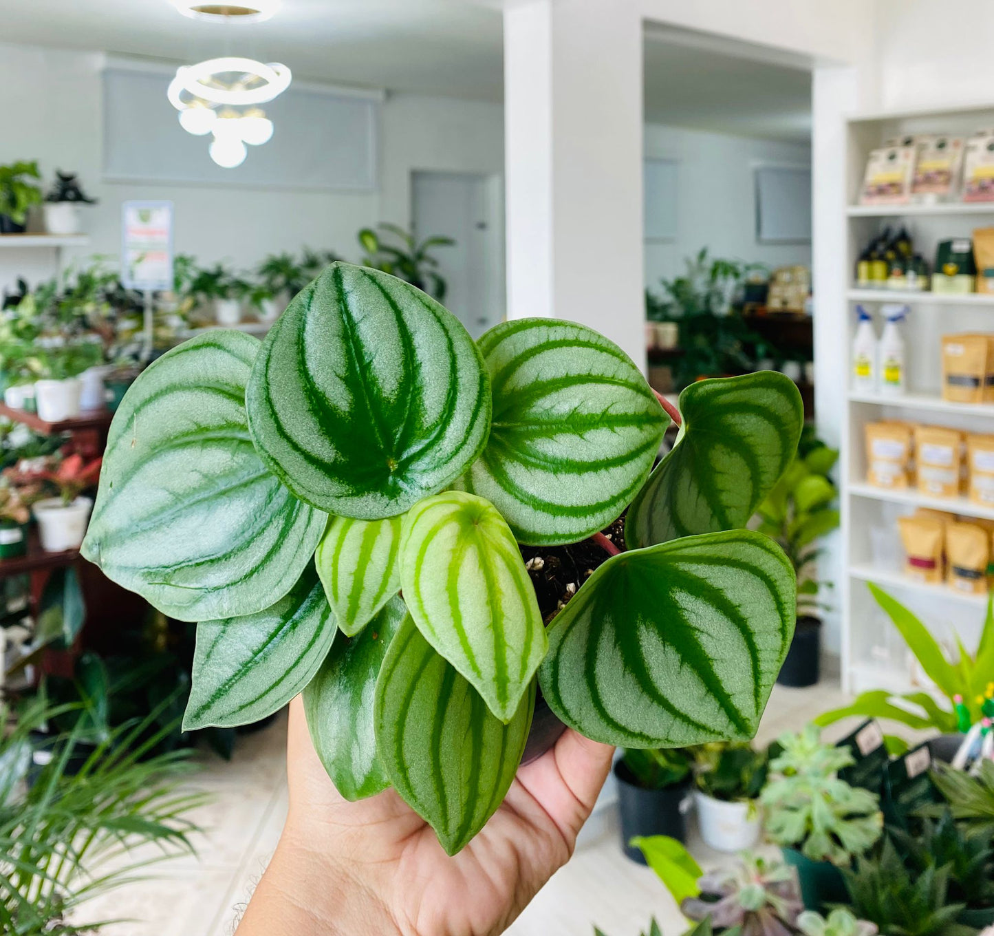 Peperomia Watermelon