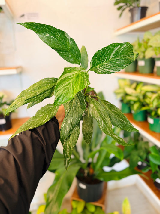 Cuna de Moisés Variegado 6”