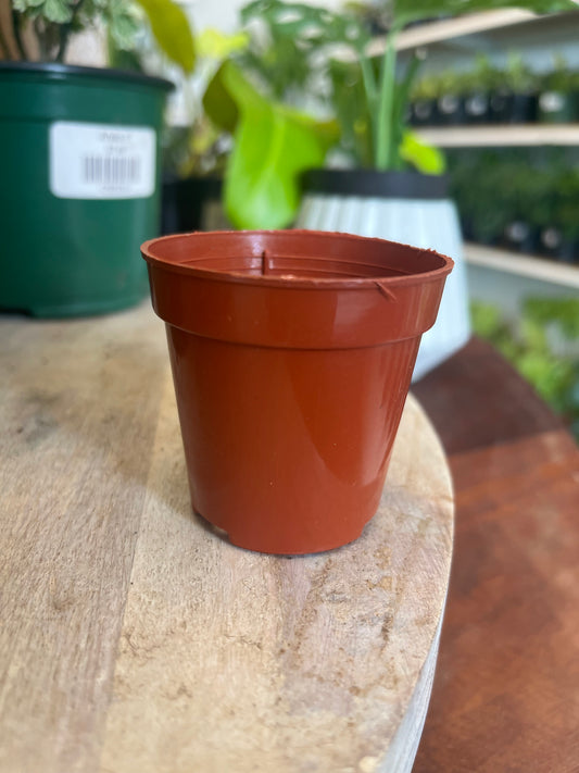 Terracota Mini Nursery 2”