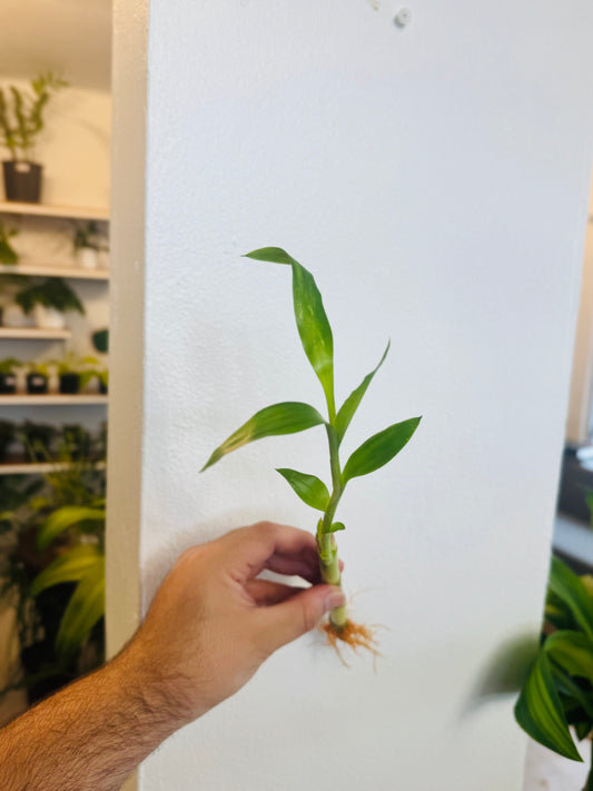 Lucky Bambú (mediano)