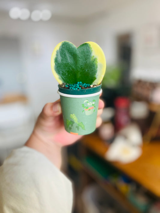 Hoya Kerii Variegated