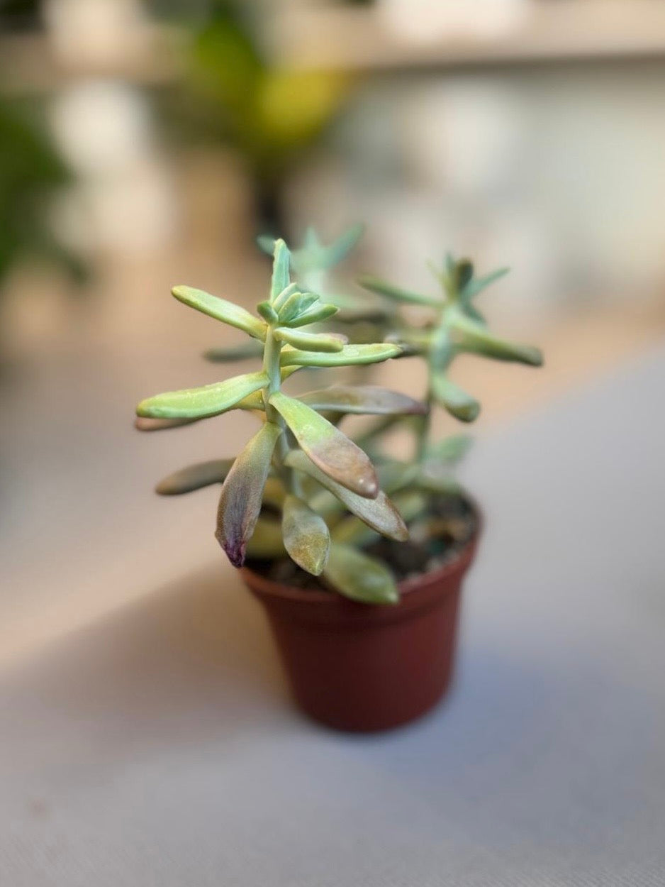 Sedum Album