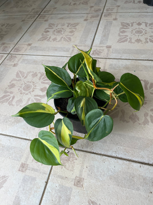 Philodendron Brasil 6”