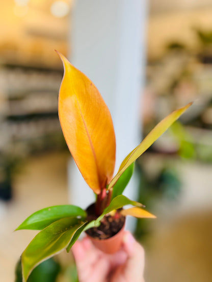 Philodendron Prince of Orange 4”