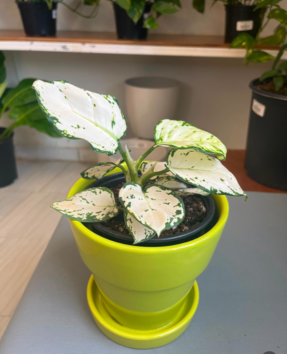 Aglaonema Super White 5”