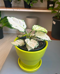 Aglaonema Super White 5”