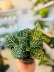 Fittonia Ángel White 4”