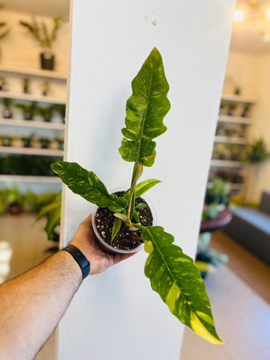 Philodendron Ring of Fire 4”