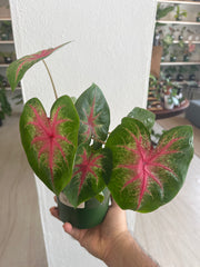 Caladium Pink Lady 5”