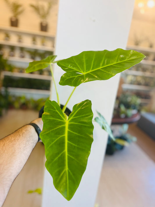 Alocasia Lemon Lime 1g