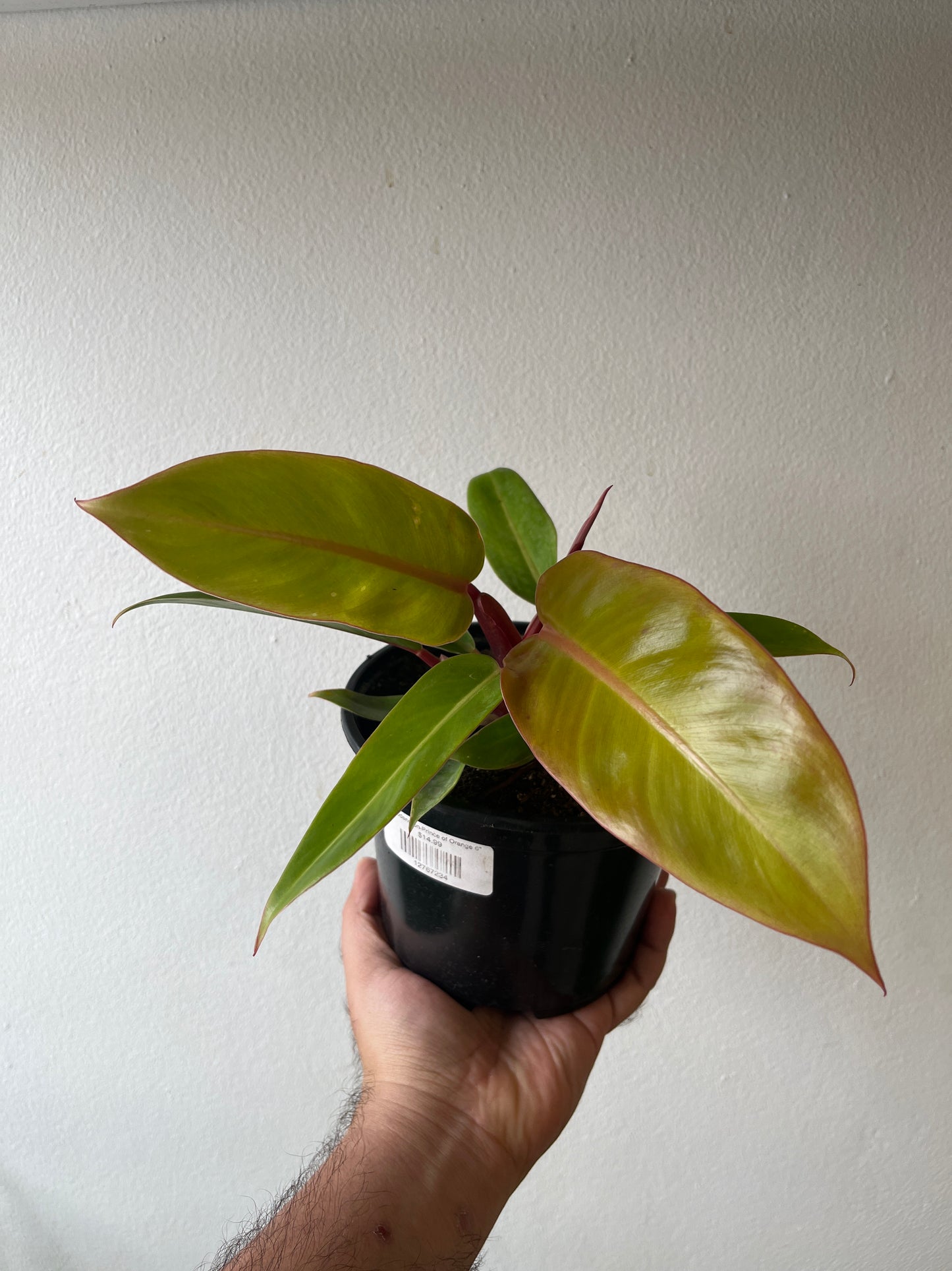 Philodendron Prince of Orange 6”