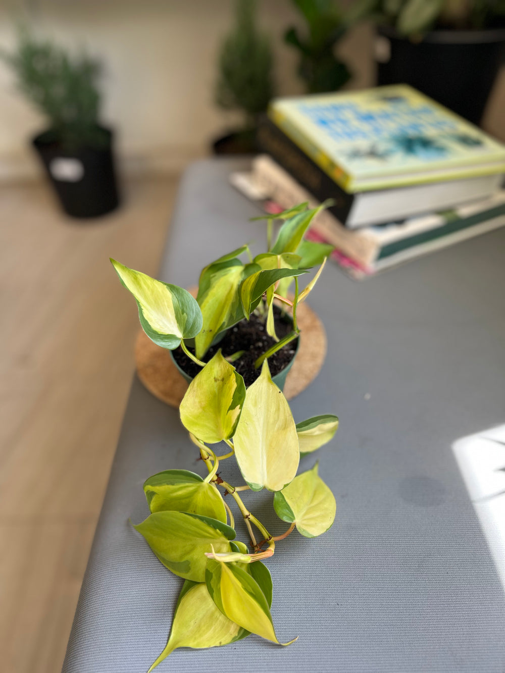 Philodendron Brasil 4”