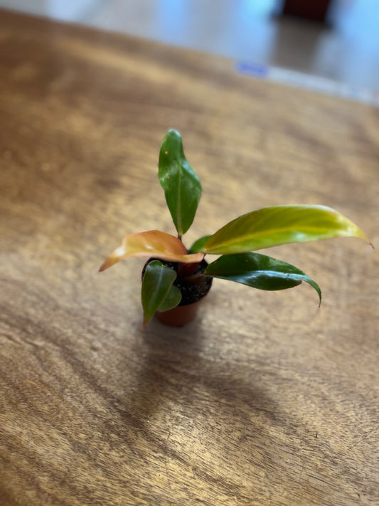 Philo Princess of Orange 2”