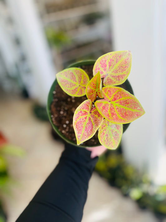 Caladium New Wave 6”