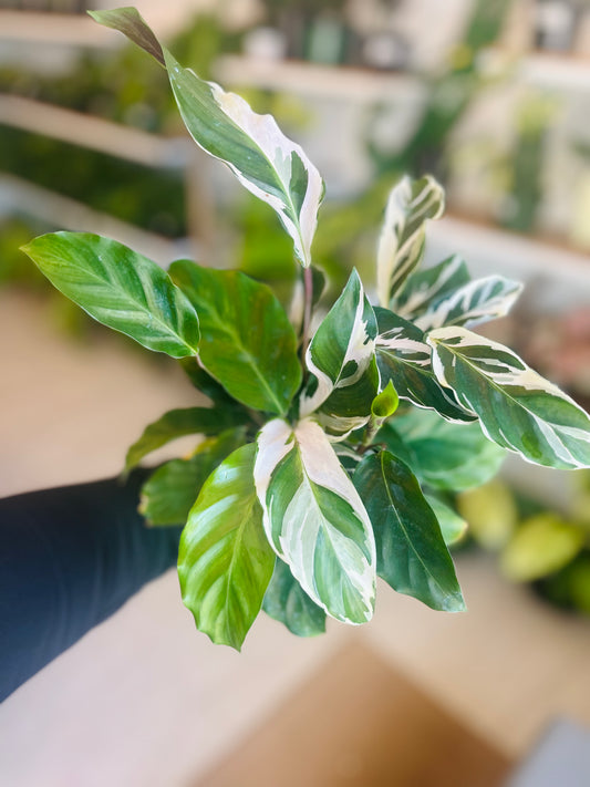 Calathea Fusion White