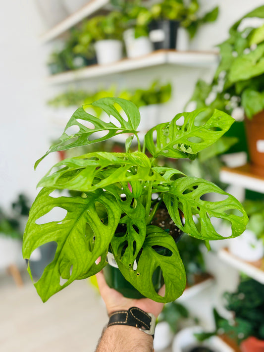 Swiss Cheese Wide Leaf Monstera