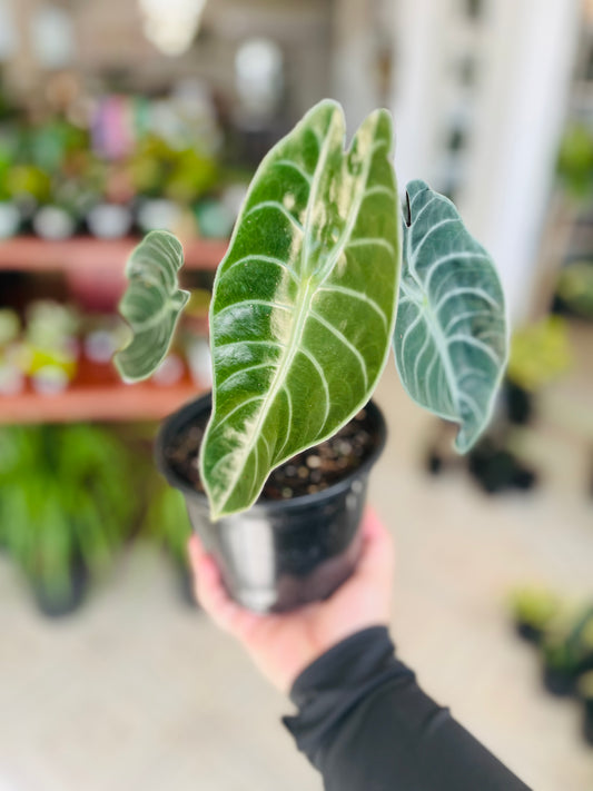 Alocasia Longiloba 'Watsoniana' 6”