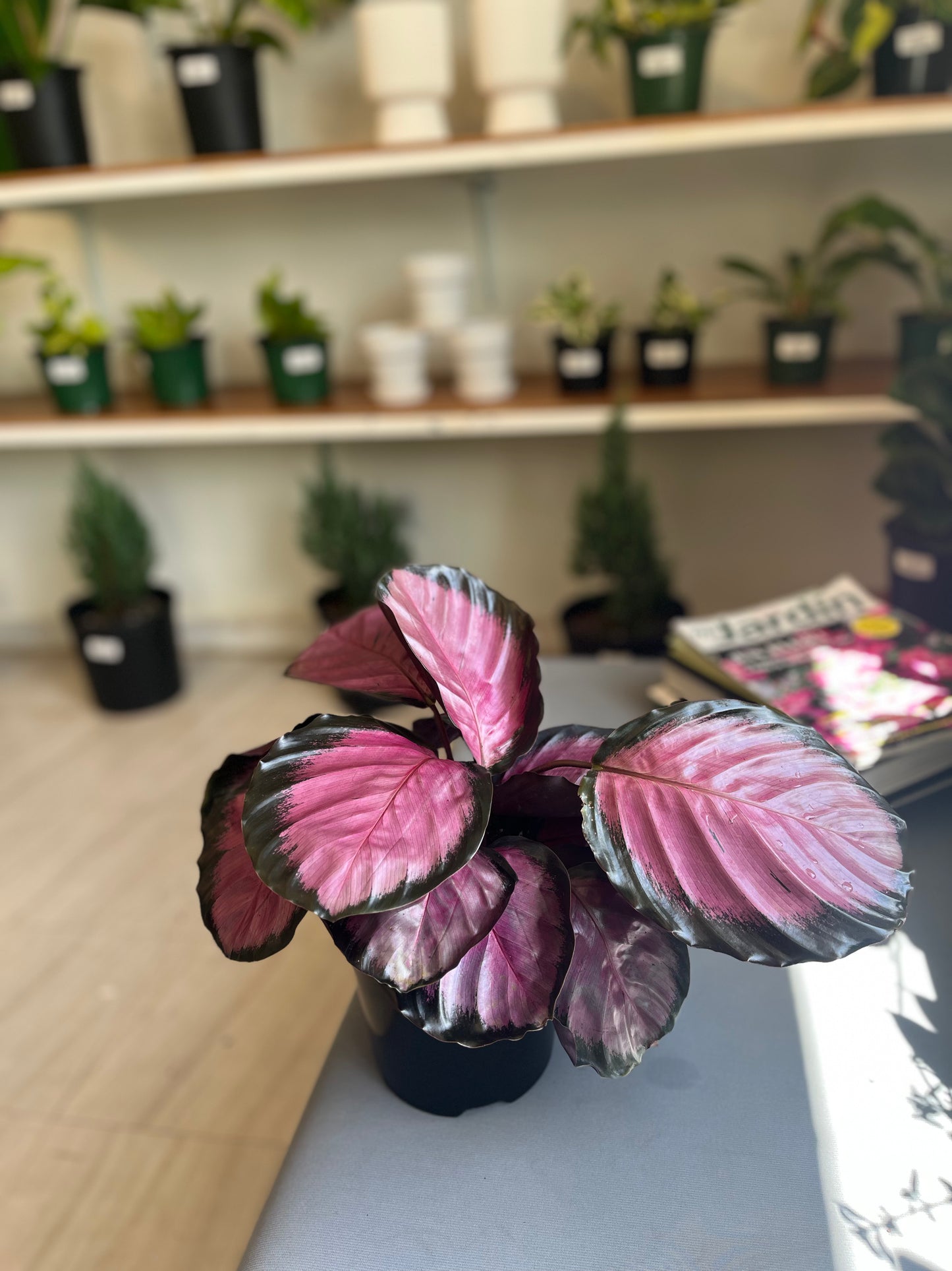 Calathea Roseopicta 1G
