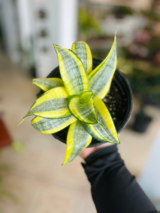 Sansevieria Hahnii