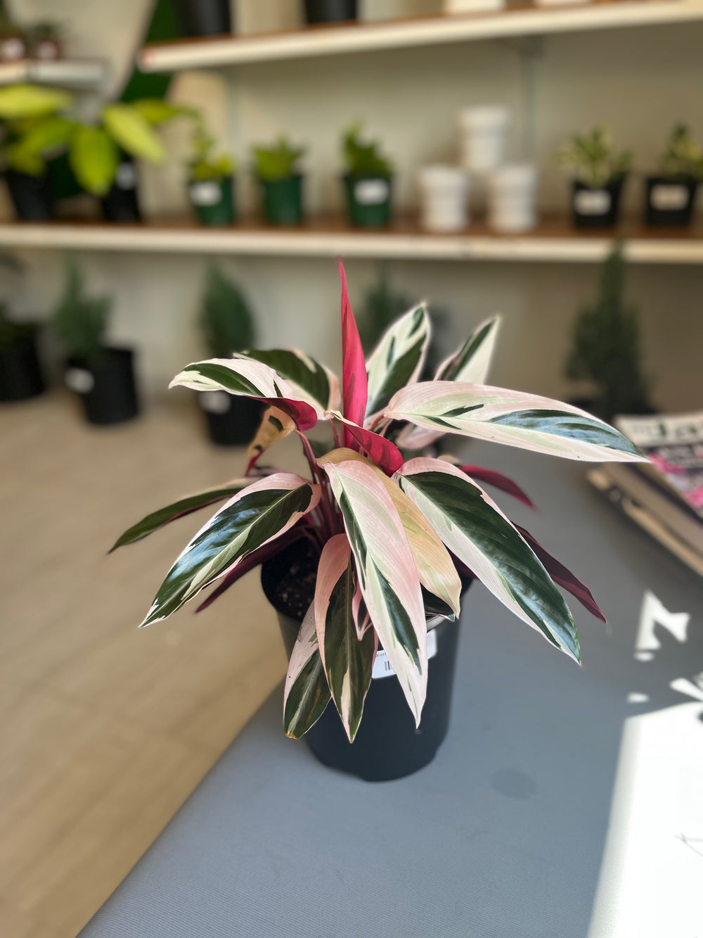 Calathea Stromanthe 1G