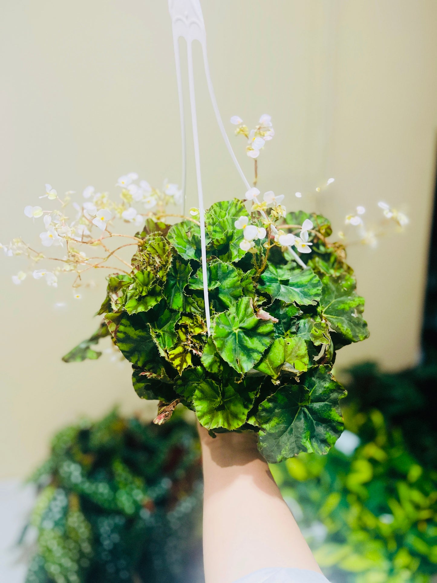 Tiger Paw Begonia Rex