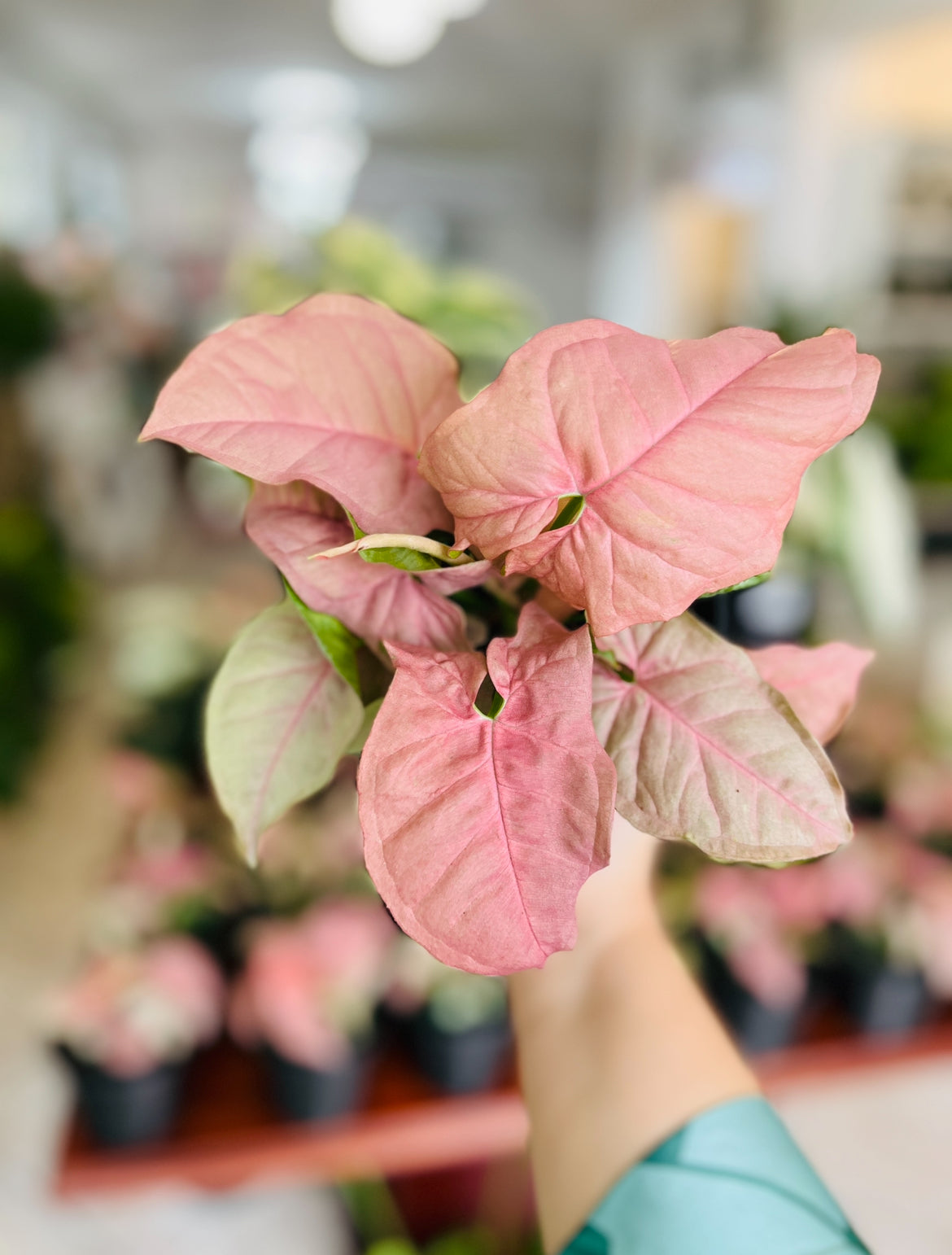 Syngonium Rosado 6”