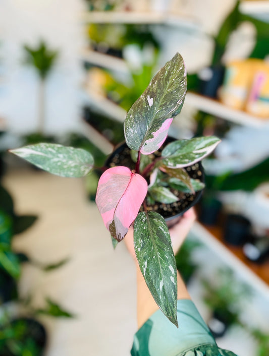 Philodendron Pink Princess 8”