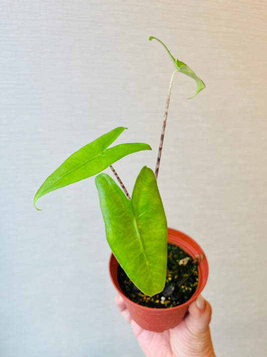 Alocasia Zebrina